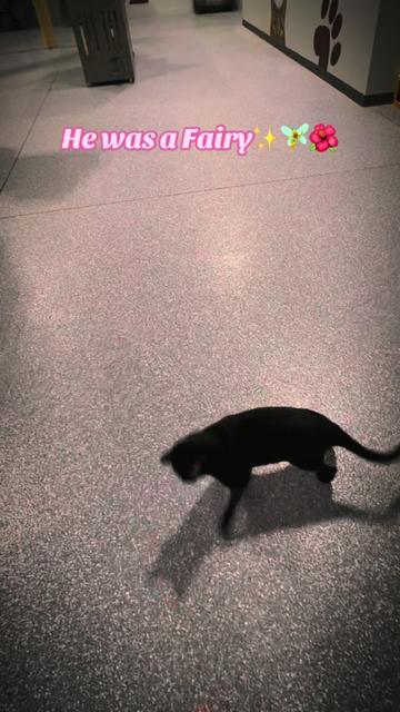 @The Fur Seasons Feline Rescue