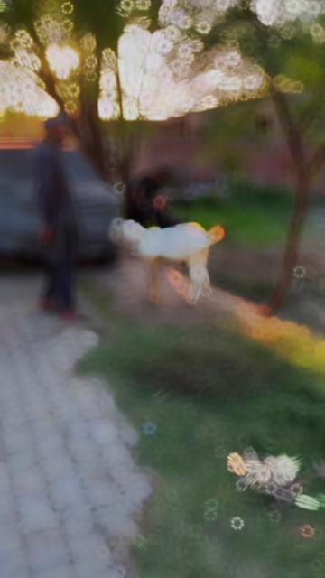 @Ali Chaudary