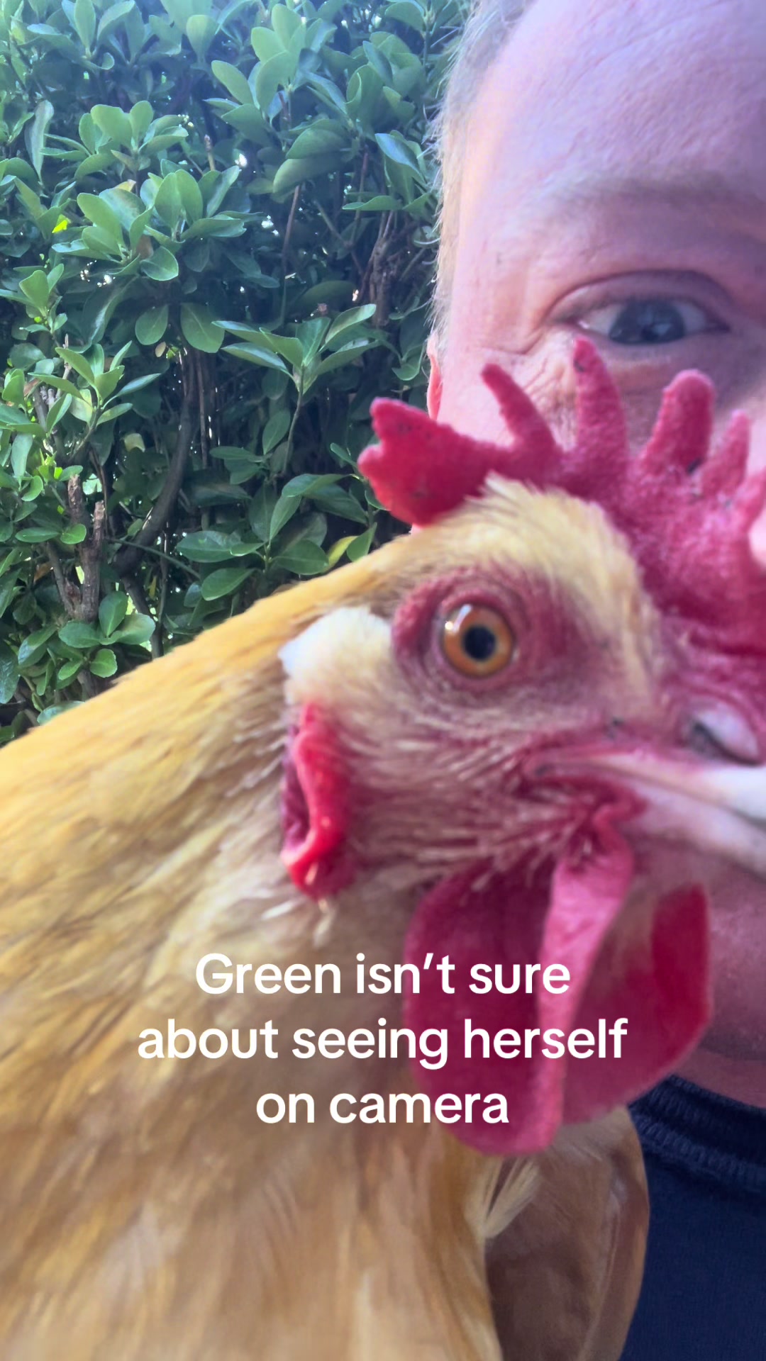 @orion.eternal