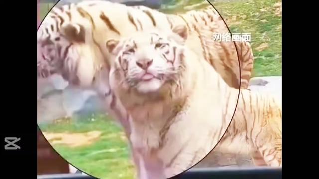 @liujiangyu