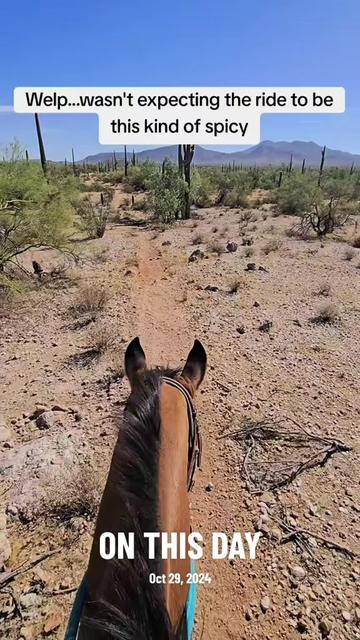 @🐎🐴picture perfect🐴🐎