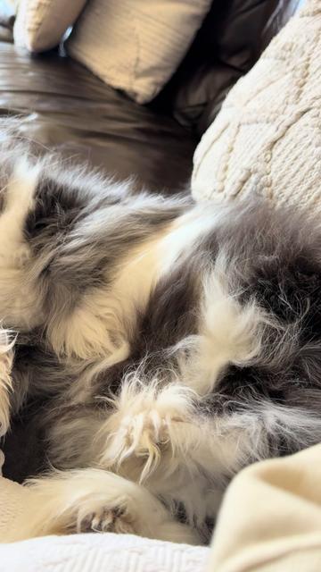 @atchoumthecat