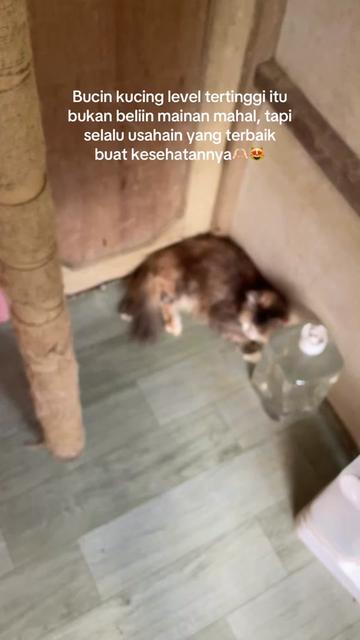@Kucingmeongmeong