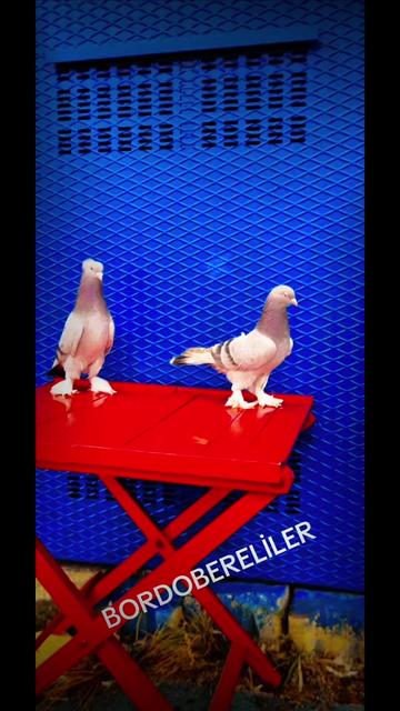 @huseyinsagir