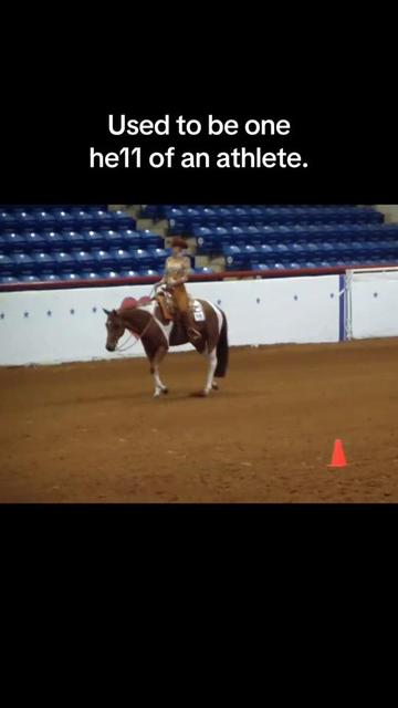 @yourhorseandponyleader