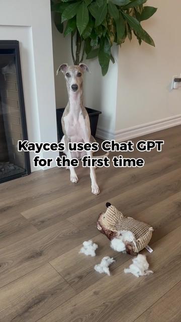 @Kayce Dog🤪🩷