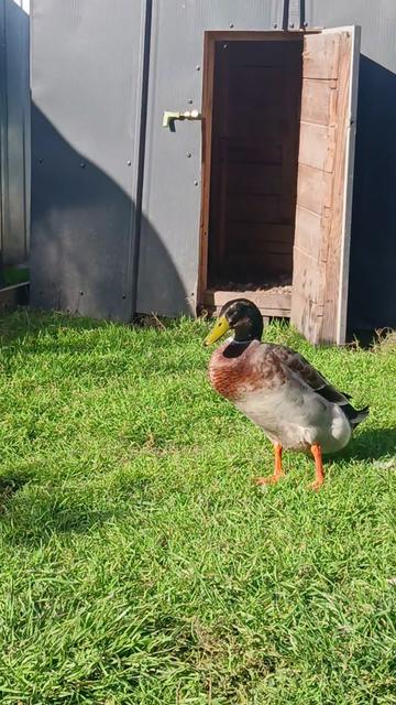 @Kaczogród u Milki🦆🦆🦆🦆