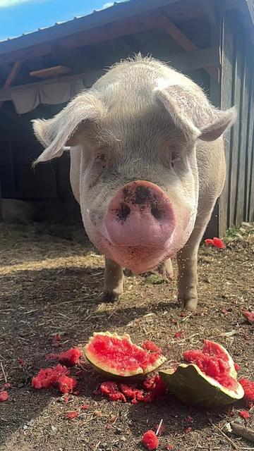 @Home for Hooves 🐽