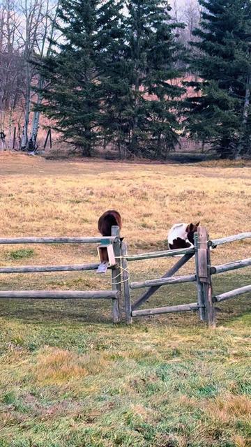 @Ferally Fowl Farmstead