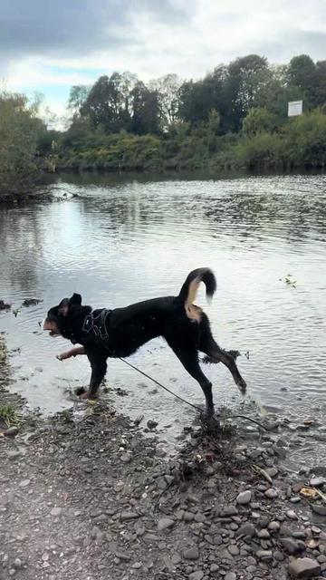 @DogWalk78
