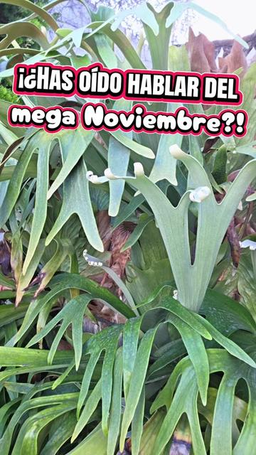 @Xavarant confianza natural