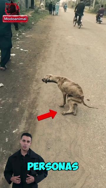 @Modoanimal