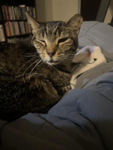 @Cat