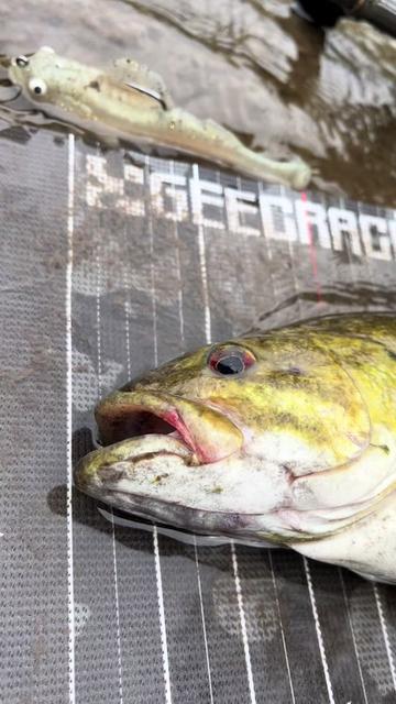 @Smokinbassfishing