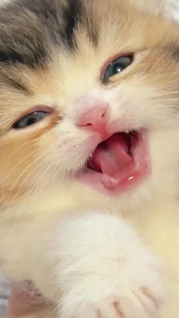 @The Kitten Council 😻😻