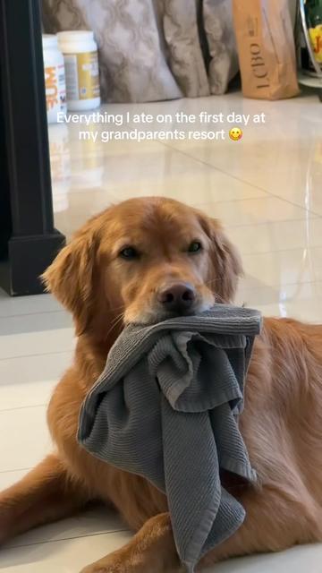 @Bentley the Spicy Golden🌶️