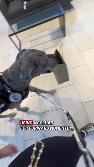 @lex 🐺⛓️