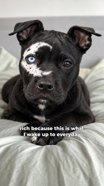 @moonfetches