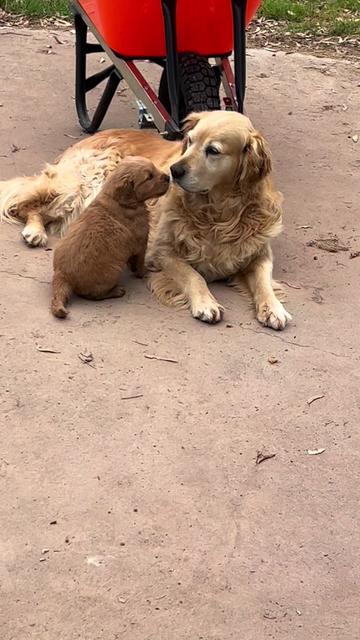 @HighCountryRetrievers