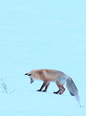 @look animals