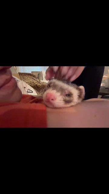 @oliverandstellaferrets