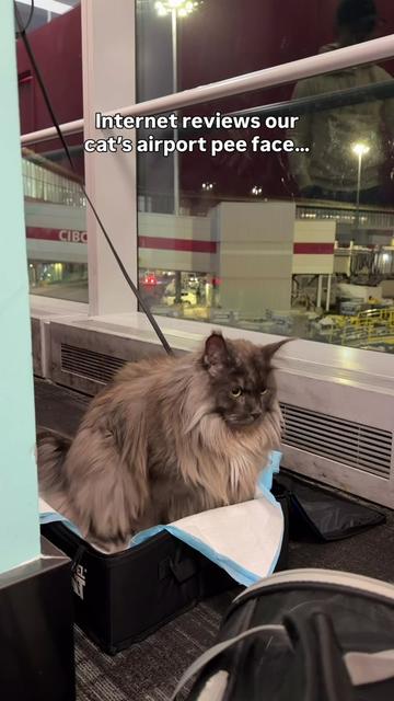 @Mugen the Maine Coon 🇨🇦