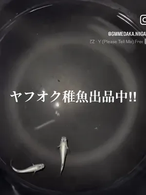 @gmmedaka.niigata
