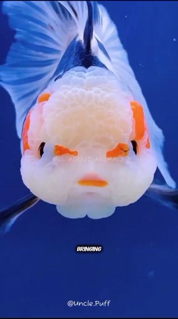 @ALL ABOUT ANIMALS