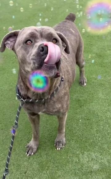 @Cane Corsos