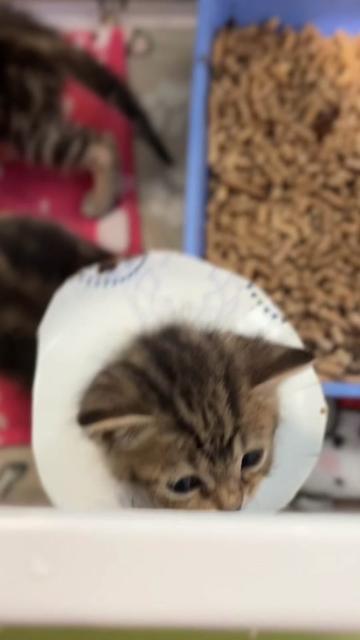@Lynchburg Humane Society