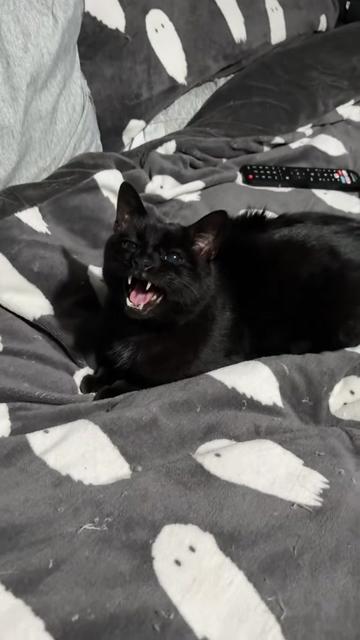 @Teefie_tribe 🐈&zwj;⬛🐈&zwj;⬛🐈🦷🦷