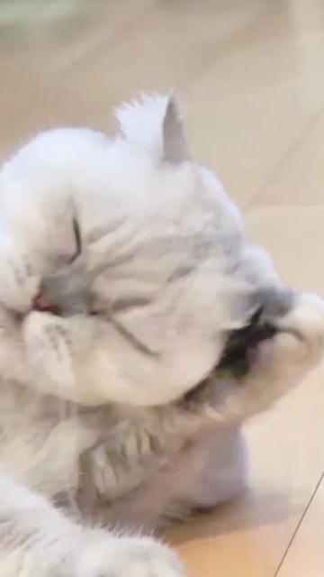 @Cute_kitten