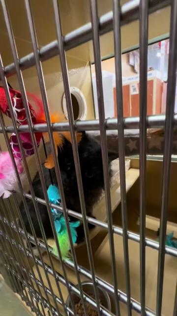 @Fancy Cats Rescue Team