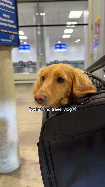 @cashewdachshund