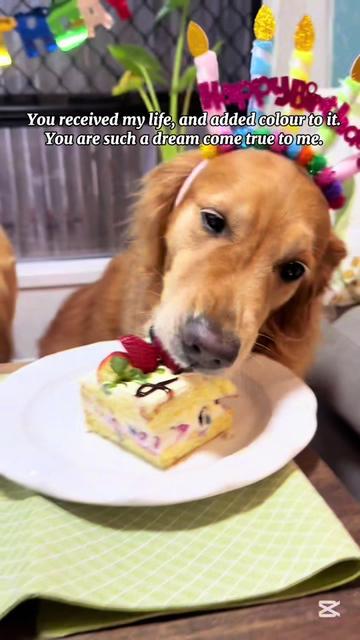 @3goldenretriever