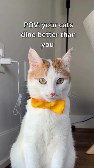 @One and a Half Orange Cats