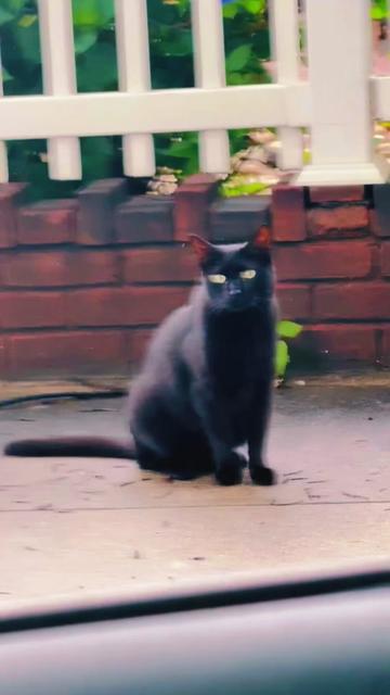 @pantherthecat_05