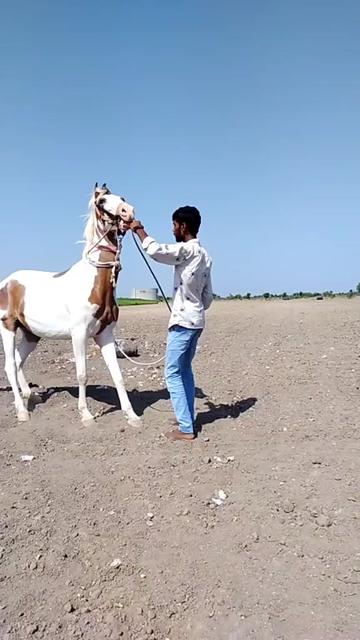 @Bhavu_Bharwad