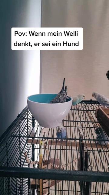 @Cingöz & Friends