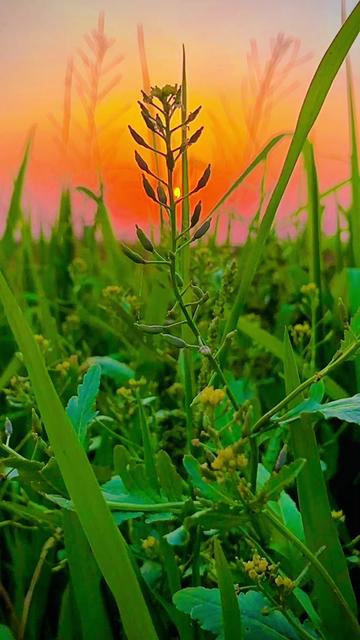 @پنجاب☘️🎋🌿