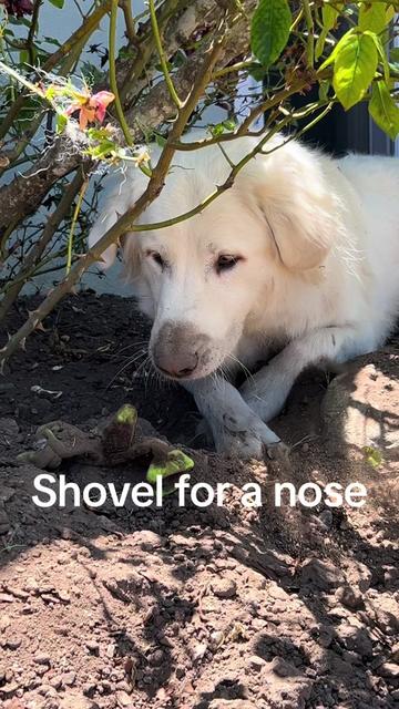 @PyreneesDogs