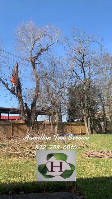 @Hamilton Tree Service