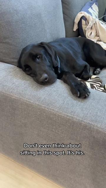 @Huxley Knox the Black Lab