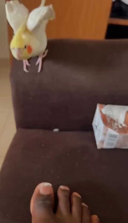 @Bixby the Budgie