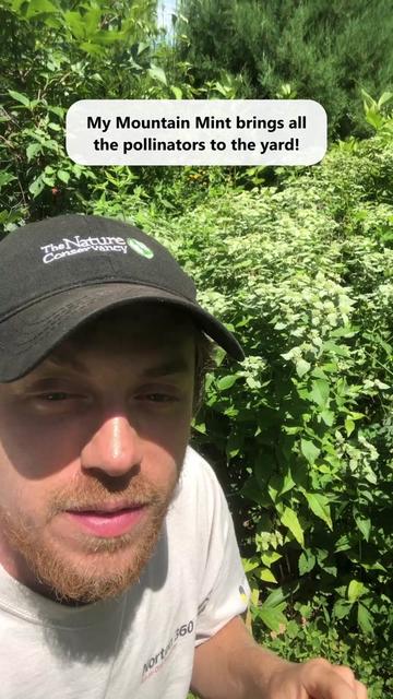 @Andrew The Arborist