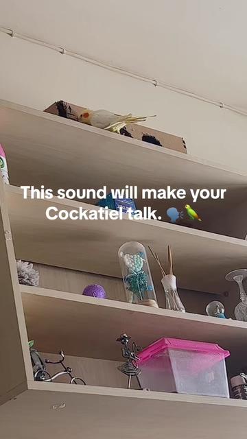 @Bixby the Budgie