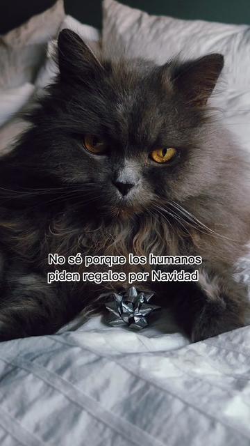 @Cooper, Arya, Aru y Sully 🐾