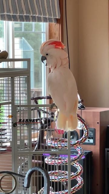 @Barney the West Coast Cockatoo