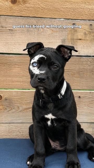 @moonfetches