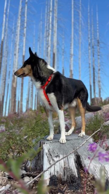 @lauren | dog behavior pro